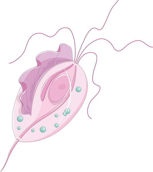 picture of trichomonas vaginalis